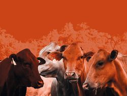 Imagen cabecera Ganadería regenerativa: trabajar en equipo con la naturaleza